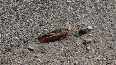 Only Hit Half. - IMG_8243.jpg