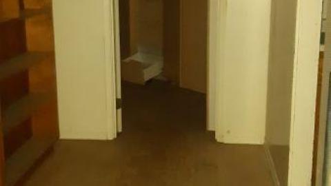 baby raccoon  - dermjikkzejisaawrdfchprocumxhvjwltapjitzrmauo20200622_194741.jpg