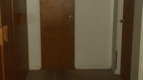 baby raccoon  - celgjeetfopvgqruxypqvgppumecgiwrobkcflbjrmvjb20200622_195144.jpg