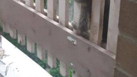 baby raccoon  - mzjqrqavjvgxtqydwbgqsxtyhbrwevsradprsdfdvowhe20200622_200221.jpg