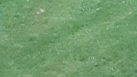 baby raccoon  - jvhhlvzhdpuaqreboxkkwgohfnebytrdtsqpoerkjmobr20200622_200730.jpg