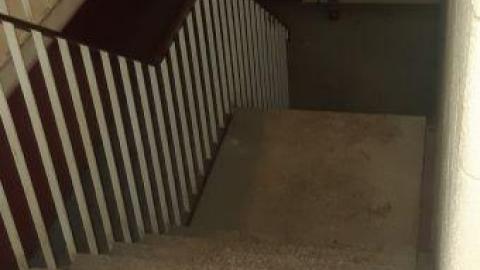 baby raccoon  - izxsbdbelkqtrilcieebhovcqlrzdbedsujbnctdgamgz20200622_200744.jpg