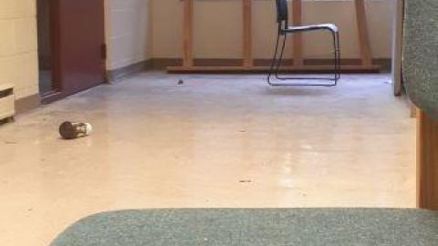 baby raccoon  - loboteaqavfmmmhrcykqhwpjzzlsljqpdmjnanlcsnwyy20200622_200855.jpg