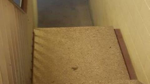 baby raccoon  - gfrzypcghlrfvaebeprgfuphtucivoondkdwmmmlcpngo20200622_200901.jpg