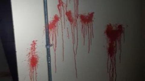 baby raccoon  - agteufbfeqnbvrhfyxepiuylqmxbqodrewbnghadgpxhr20200622_201215.jpg