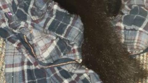 baby raccoon  - omdjwrrxcldnnksuvwtmezmuaqaxrrzwsflivezsaduiz20200622_201353.jpg