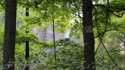 Passing Tress On Public Paths - IMG_9836.jpg