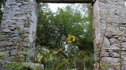 Passing Tress On Public Paths - IMG_9853.jpg