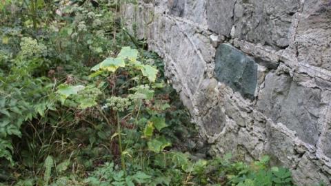 Passing Tress On Public Paths - IMG_9867.jpg