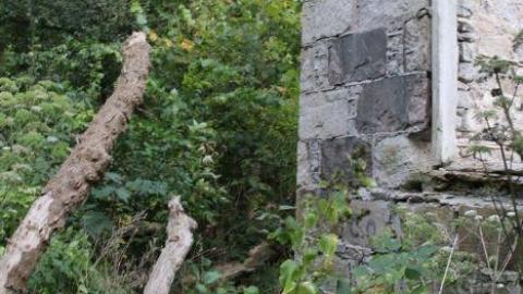 Photo from Passing Tress On Public Paths