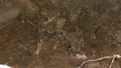 Death Farm - Colgan-Death-Farm10.jpg