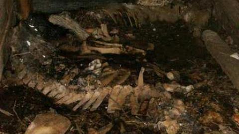 Death Farm - Colgan-Death-Farm16.jpg