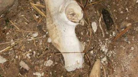 Death Farm - Colgan-Death-Farm18.jpg