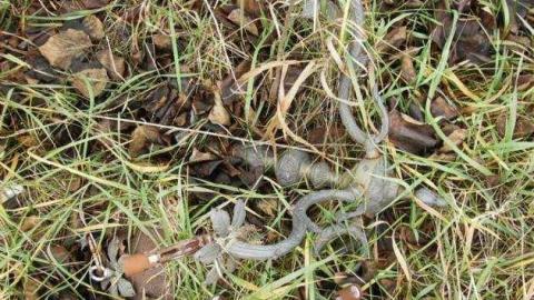 Death Farm - Colgan-Death-Farm8.jpg