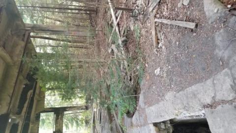 Donald ghost chemical plant - 20200713_175649ORL.jpg