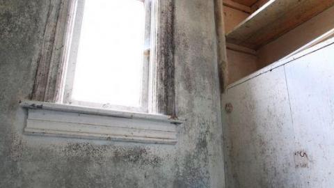 This Eagle Plummets - IMG_2537jFO.jpg