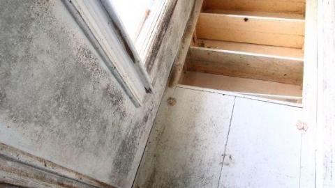 This Eagle Plummets - IMG_2552R8C.jpg