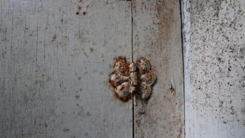 This Eagle Plummets - IMG_2553J8u.jpg