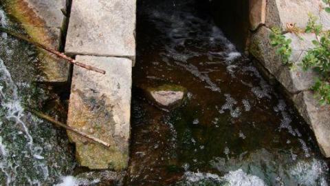 Damn Destroy'd - IMG_2633Pig.jpg