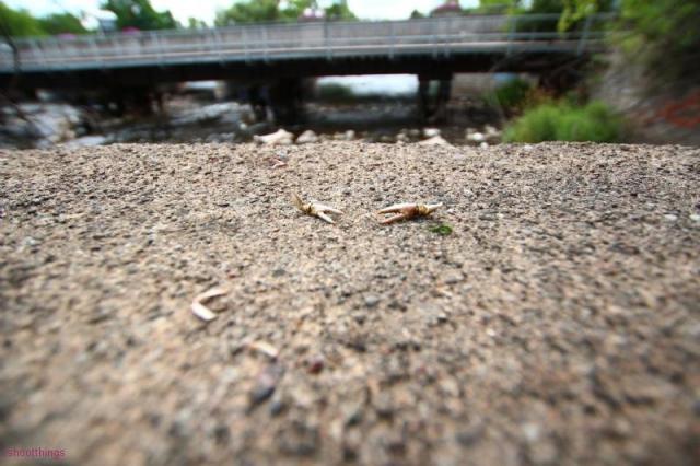 Speed River Dam photo 3