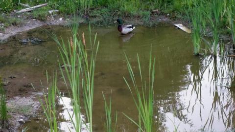 Peace Lighthouse '19 - DSC02262ETg.jpg