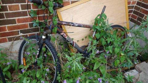 Bushwack '20 - DSC09025sbO.jpg