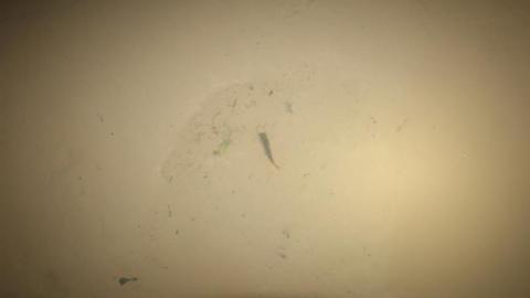 What is 2nd I Dont know is 3rd - IMG_3037dsX.jpg