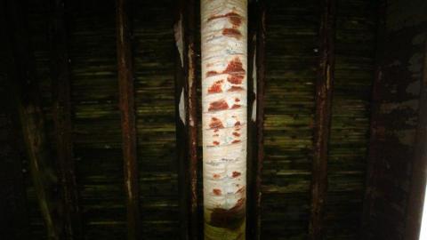 Seeking Cover Still (Always) - IMG_2981P0J.jpg