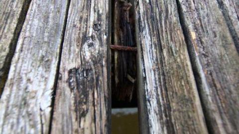 Seeking Cover Still (Always) - IMG_2988Tzl.jpg