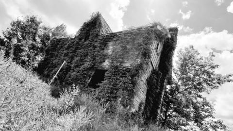 do it for the vine - 20200731_133537ic5.jpg