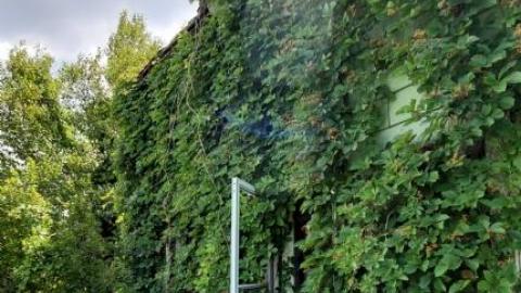 do it for the vine - 20200801_000259DtA.jpg