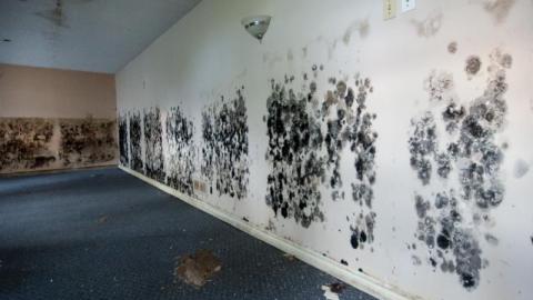 Mold House - IMG_4538svqb.jpg