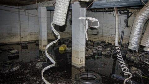 Gone to Pot - IMG_4497sXCf.jpg