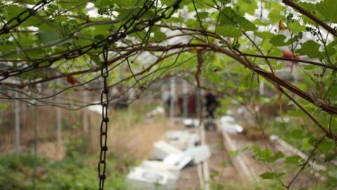 Early '11 visit - Concord-Floral4.jpg