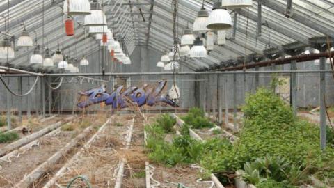 Early '11 visit - Concord-Floral6.jpg