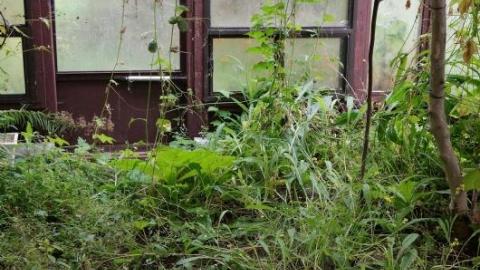 Gloomy '19 - DSC08967ryY.jpg