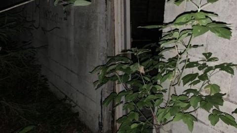 Night Visit - 02B2491A-FA62-46D2-9B7B-AD4F4E68D1FFClk.jpg