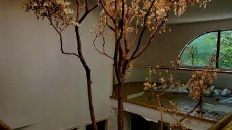 treehouse - 20200822_0319026EI.jpg