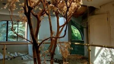 treehouse - 20200822_215133bmP.jpg