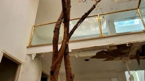 treehouse - 20200821_205446wxi.jpg