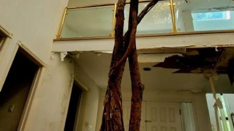 treehouse - 20200822_2246165Yx.jpg