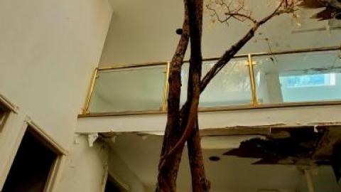 treehouse - 20200822_0317178aX.jpg