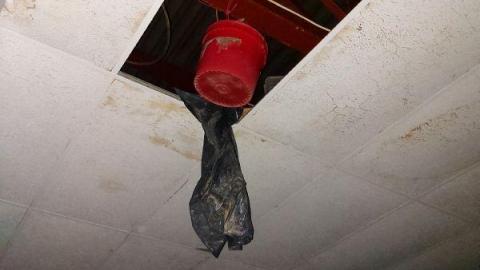 Mummified mouse - 20200827_182509gTL.jpg