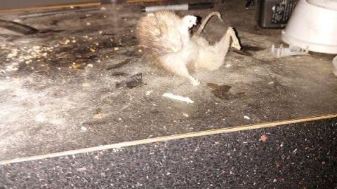 Mummified mouse - 20200827_182032sAU.jpg