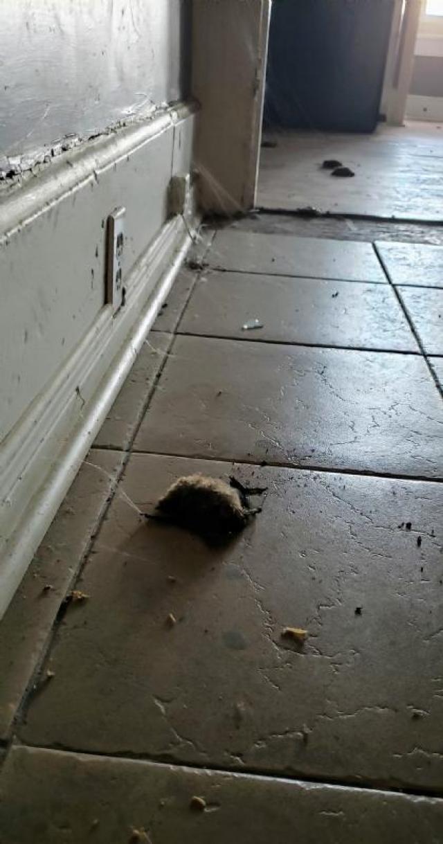 Steinhoff House photo 4