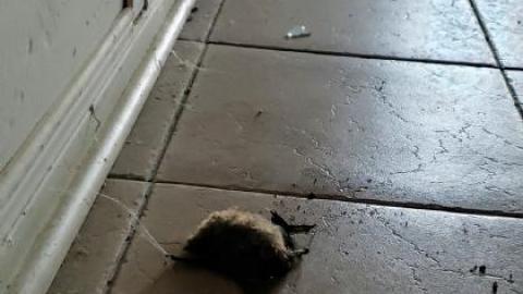 Steinhoff House photo 4