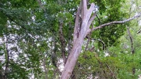 $2 Lot - 20200911_194557nnQ.jpg