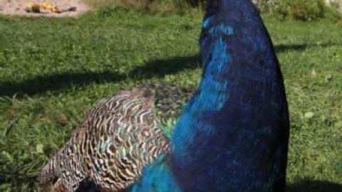 2nd Visit. 10/10 - IMG_4787ae6Z.jpg