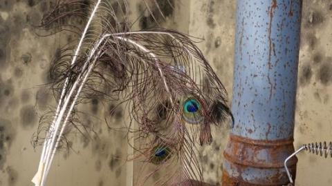 Mold & OPP Feb '20 - DSC02318new.jpg