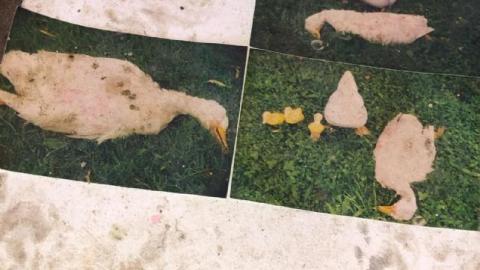 Still Things To Find - 119897985_1049901162079807_4087793221026Yjb.jpg